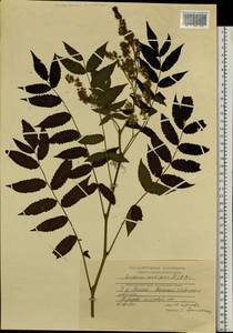 Рябинник рябинолистный (L.) A.Braun, Сибирь, Центральная Сибирь (S3) (Россия)