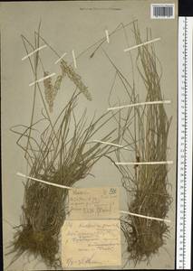 Тонконог пирамидальный (Lam.) P.Beauv., Сибирь, Западный (Казахстанский) Алтай (S2a) (Казахстан)