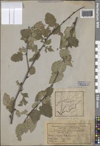 Береза тяньшаньская Rupr., Средняя Азия и Казахстан, Памир и Памиро-Алай (M2) (Таджикистан)