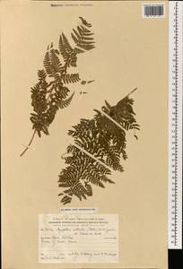 Dryopteris villarii (Bell) Woyn. ex Schinz & Thell., Зарубежная Азия (ASIA) (Израиль)