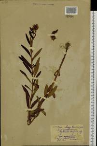 Вербейник густоцветковый Bunge, Сибирь, Дальний Восток (S6) (Россия)