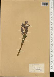 Pontederia crassipes Mart., Зарубежная Азия (ASIA) (КНР)
