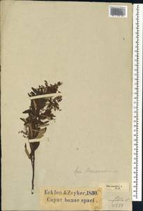 Searsia angustifolia (L.) F. A. Barkley, Африка (AFR) (ЮАР)