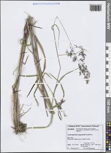 Вейник пурпурный (Trin.) Trin., Сибирь, Центральная Сибирь (S3) (Россия)