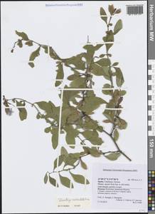 Plumbago auriculata Lam., Западная Европа (EUR) (Испания)