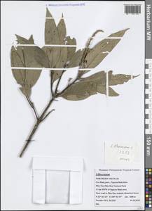 Lithocarpus, Зарубежная Азия (ASIA) (Вьетнам)