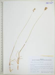 Anthoxanthum monticola (Bigelow) Veldkamp, Сибирь, Дальний Восток (S6) (Россия)