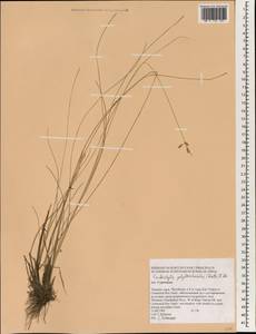 Fimbristylis polytrichoides (Retz.) Vahl, Зарубежная Азия (ASIA) (Таиланд)