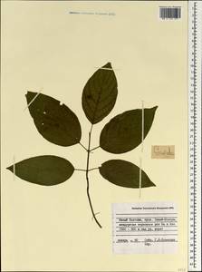 Кизил, Зарубежная Азия (ASIA) (Вьетнам)