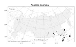 Angelica anomala, Дудник необычный Avé-Lall., Атлас флоры России (FLORUS) (Россия)