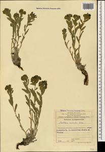 Мольткия голубая (Willd) Lehm., Кавказ, Азербайджан (K6) (Азербайджан)