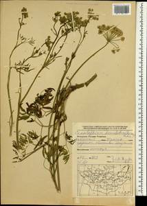 Cenolophium fischeri (Spreng.) W. D. J. Koch, Монголия (MONG) (Монголия)