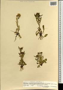 Якобея обыкновенная, Монголия (MONG) (Монголия)