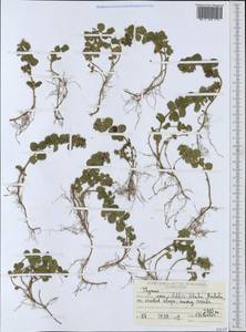 Чабрец, Африка (AFR) (Эфиопия)
