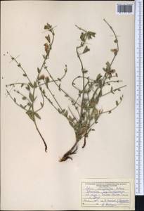 Шалфей Дробова Botsch., Средняя Азия и Казахстан, Памир и Памиро-Алай (M2) (Узбекистан)