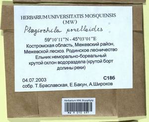 Plagiochila porelloides (Torr. ex Nees) Lindenb., Гербарий мохообразных, Мхи - Центральное Нечерноземье (B6) (Россия)