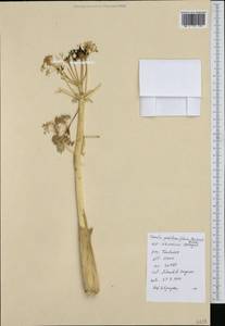 Ферула камеденосная Boiss., Зарубежная Азия (ASIA) (Иран)