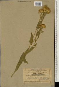 Pentanema oculus-christi (L.) D. Gut. Larr., Santos-Vicente, Anderb., E. Rico & M. M. Mart. Ort., Кавказ, Азербайджан (K6) (Азербайджан)