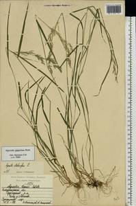 Полевица гигантская Roth, Восточная Европа, Центральный район (E4) (Россия)