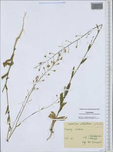 Camelina microcarpa subsp. pilosa (DC.) Jáv., Средняя Азия и Казахстан, Каракумы (M6) (Туркмения)