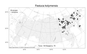 Festuca kolymensis, Овсяница колымская Drobow, Атлас флоры России (FLORUS) (Россия)