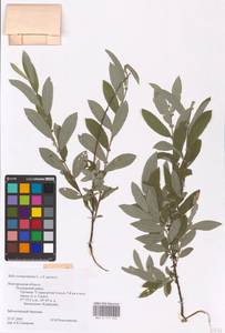 Salix rosmarinifolia × aurita, Восточная Европа, Северо-Западный район (E2) (Россия)