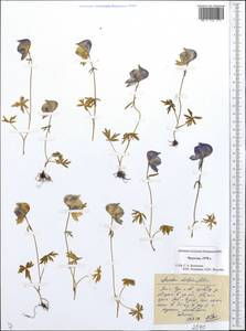 Борец живокостелистный DC., Сибирь, Чукотка и Камчатка (S7) (Россия)