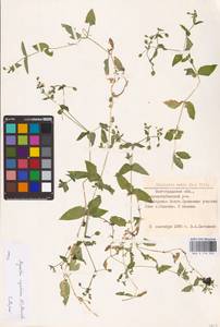 Stellaria aquatica (L.) Scop., Восточная Европа, Нижневолжский район (E9) (Россия)