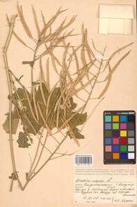 Брюква, Рапс L., Восточная Европа, Центральный район (E4) (Россия)