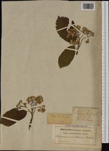 Aria edulis (Willd.) M. Roem., Западная Европа (EUR) (Швеция)