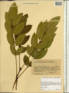 Magnoliopsida, Африка (AFR) (Эфиопия)