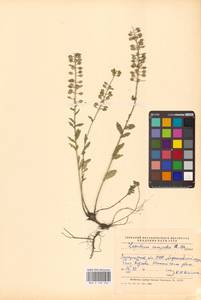 Клоповник полевой, Кресс полевой (L.) W.T.Aiton, Восточная Европа, Западно-Украинский район (E13) (Украина)