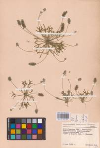 Ceratocephala orthoceras DC., Восточная Европа, Нижневолжский район (E9) (Россия)