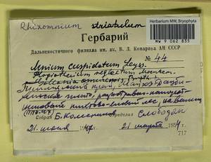 Gollania ruginosa (Mitt.) Broth., Гербарий мохообразных, Мхи - Дальний Восток (без Чукотки и Камчатки) (B20) (Россия)