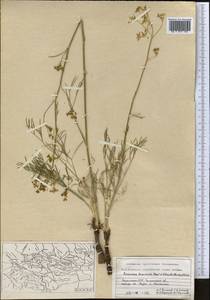 Галагания тонкорассеченная (Regel & Schmalh.) M.G.Vassiljeva & Pimenov, Средняя Азия и Казахстан, Западный Тянь-Шань и Каратау (M3) (Казахстан)