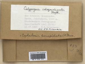 Calypogeia integristipula Steph., Гербарий мохообразных, Мхи - Западная Европа (BEu) (Швейцария)