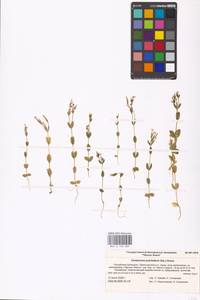 Золототысячник красивый (Sw.) Druce, Восточная Европа, Нижневолжский район (E9) (Россия)