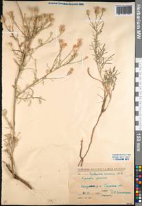 Василек песчаный M. Bieb. ex Willd., Кавказ, Северная Осетия, Ингушетия и Чечня (K1c) (Россия)