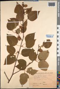 Береза Эрмана Cham., Сибирь, Дальний Восток (S6) (Россия)