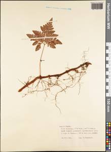 Polypodiopsida, Австралия и Океания (AUSTR) (Французская Полинезия)