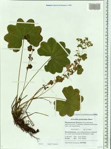 Манжетка клубочковая Buser, Восточная Европа, Северный район (E1) (Россия)