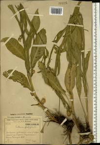 Centaurea glastifolia subsp. glastifolia, Восточная Европа, Восточный район (E10) (Россия)
