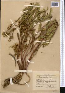 Jacobaea racemulifera (Pavlov) C. Ren & Q. E. Yang, Средняя Азия и Казахстан, Западный Тянь-Шань и Каратау (M3) (Узбекистан)