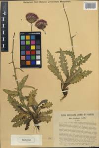 Carduus defloratus subsp. defloratus, Западная Европа (EUR) (Австрия)