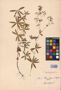 Подмаренник промежуточный Schult., Восточная Европа, Белоруссия (E3a) (Белоруссия)