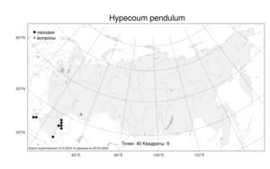 Hypecoum pendulum, Гипекоум повислый L., Атлас флоры России (FLORUS) (Россия)