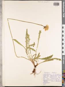 Кульбаба шершаволистная L., Восточная Европа, Центральный район (E4) (Россия)