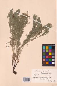 Горицвет волжский, Адонис волжский DC., Восточная Европа, Ростовская область (E12a) (Россия)