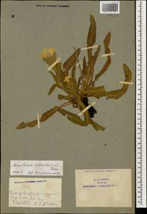 Гуния красивая (Willd. ex Roem. & Schult.) W. Greuter & Burdet, Кавказ, Армения (K5) (Армения)