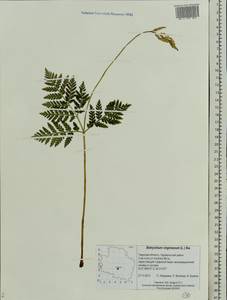Botrypus virginianus (L.) Michx., Восточная Европа, Северо-Западный район (E2) (Россия)